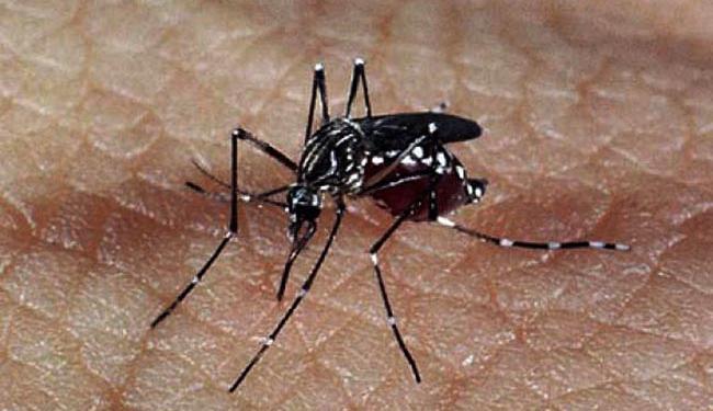 O Aedes aegypti, responsável pela disseminação da dengue, Zika e chikungunya (Foto: Agência Brasil)
