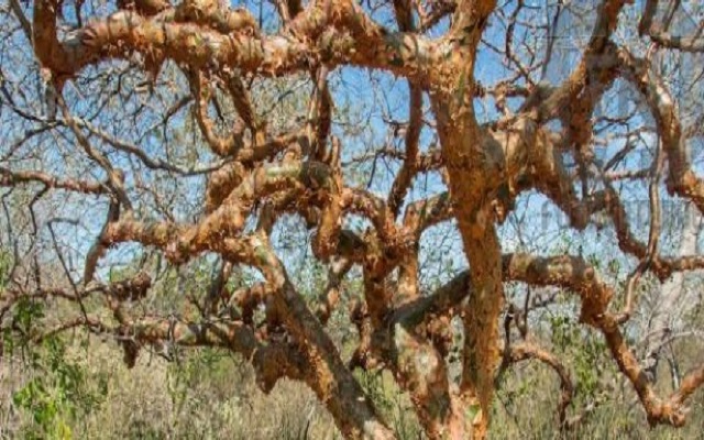 Árvore de umburana, planta da Caatinga que pode ser usada no combate ao mosquito Aedes