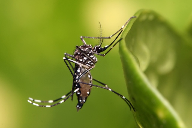 No começo era a febre amarela. Depois veio a dengue