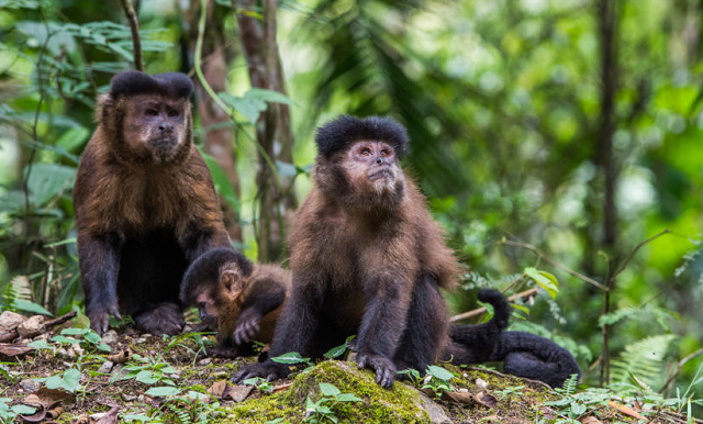 Especialistas criticam ataques a macacos por causa da varíola que leva o nome do animal (Foto: Reprodução)