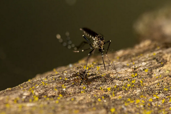 Bahia tem 13 municípios em epidemia de dengue (Foto: Sean Werle/INaturalist)