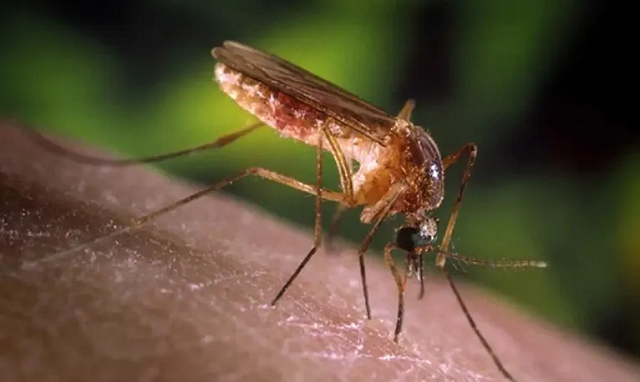 Elefantíase é causada por um verme e é transmitida pela picada do pernilongo (Foto: Agência Brasil)