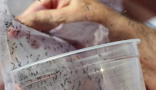 Zika é transmitido por mosquito Aedes Aegypti (Foto: Paulo Whitaker | Ag. Reuters)